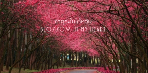 ซากุระในไต้หวัน Blossom in My Heart